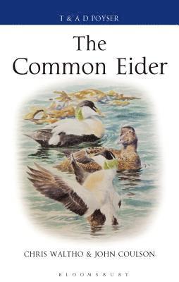bokomslag The Common Eider