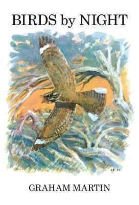 Birds by Night 1