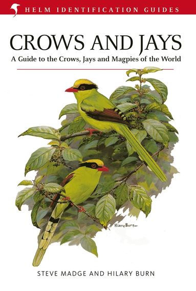 bokomslag Crows and Jays
