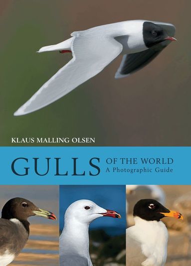 Klaus Malling Olsen - Gulls of the World, Inbunden