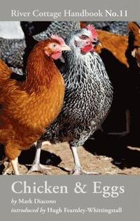 bokomslag Chicken & Eggs
