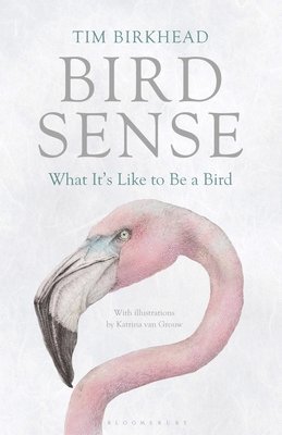 bokomslag Bird Sense
