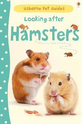 Looking after Hamsters 1