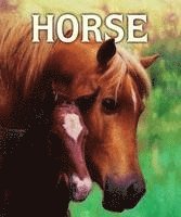 Malachy Doyle - Horse, Inbunden