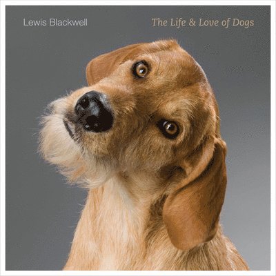 The Life and Love of Dogs 1