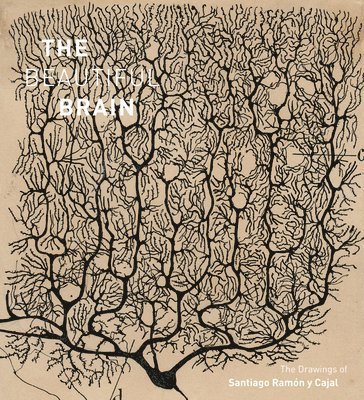 The Beautiful Brain 1