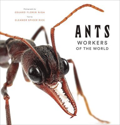 Eleanor Spicer Rice - Ants: Workers of the World, Inbunden