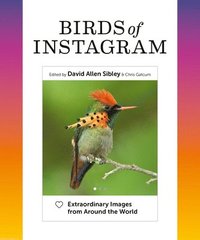 bokomslag Birds of Instagram