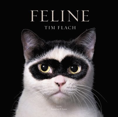 Feline 1