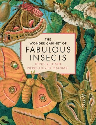 Denis Richard, Pierre-Olivier Maquart - Wonder Cabinet of Fabulous Insects, Inbunden
