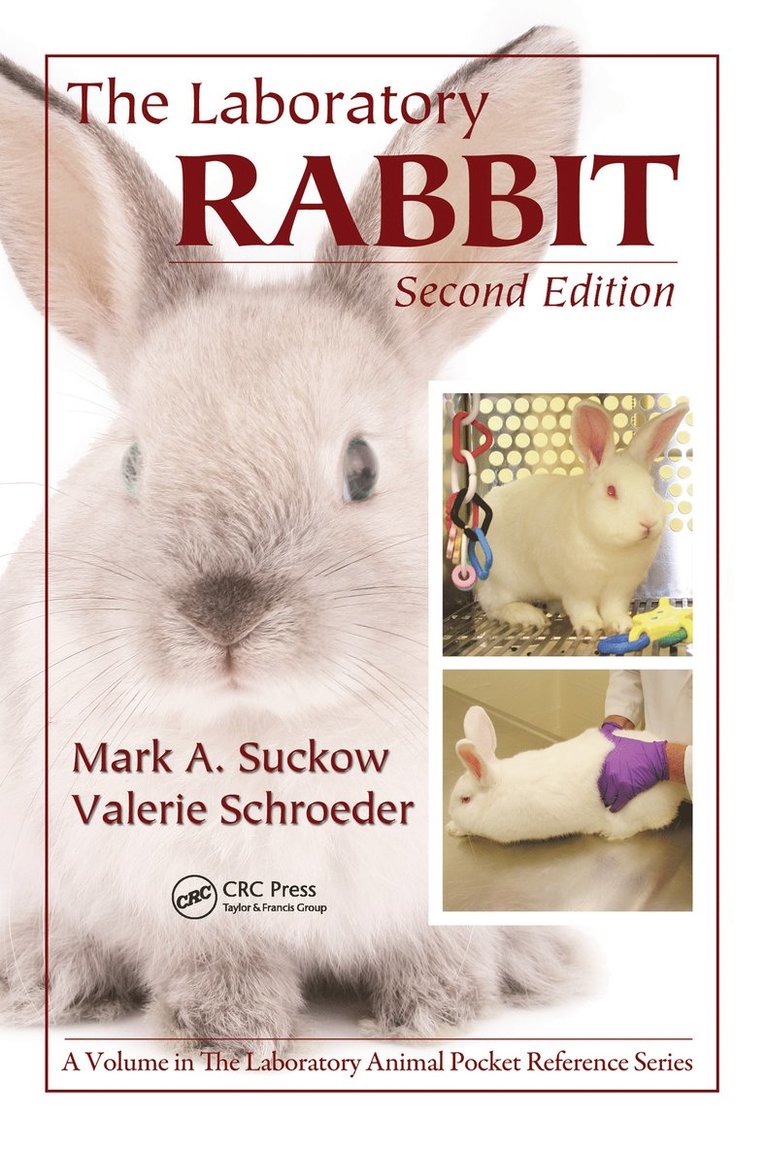 Laboratory Rabbit