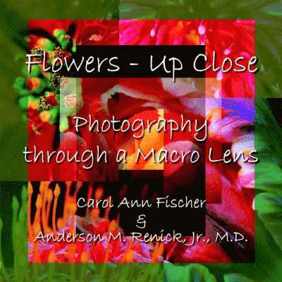 Flowers - Up Close 1
