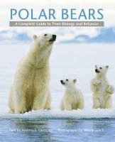 Polar Bears 1