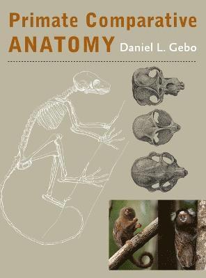 Daniel L. Gebo, L Gebo, Daniel, Daniel L Gebo - Primate Comparative Anatomy, Inbunden