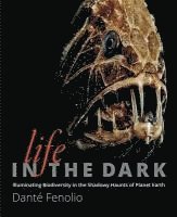Life in the Dark 1