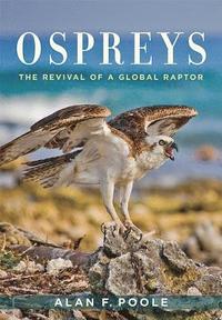 bokomslag Ospreys
