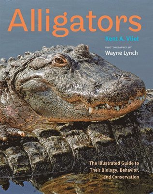 Alligators 1