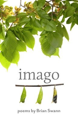 Imago 1