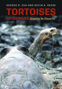 bokomslag Tortoises of the World