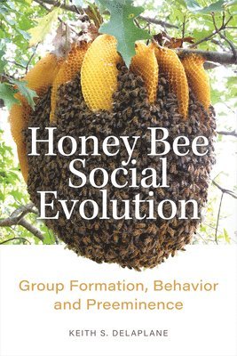 bokomslag Honey Bee Social Evolution