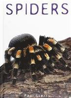 Paul Sterry - Spiders, Inbunden