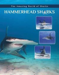 bokomslag Hammerhead Sharks