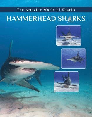 Hammerhead Sharks 1