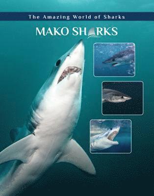 Mako Sharks 1