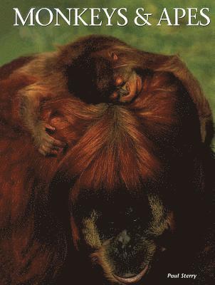 Paul Sterry - Monkeys & Apes, Inbunden
