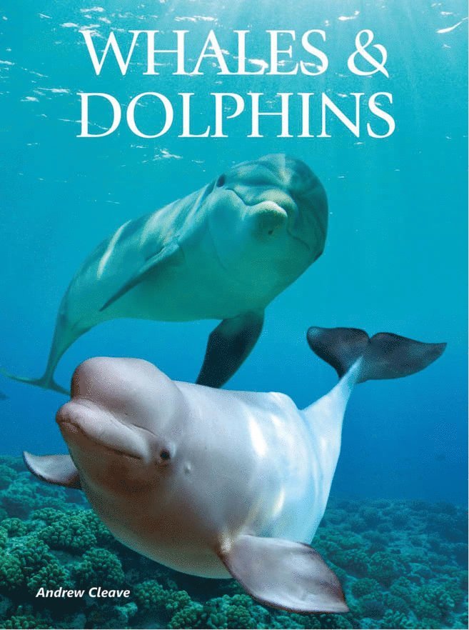 Whales and Dolphins
