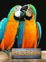 bokomslag Parrots