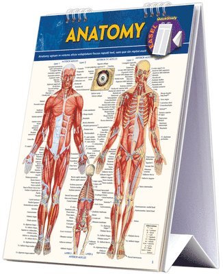 Anatomy Easel 1