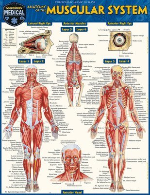 Perez, V: Anatomy of the Muscular System