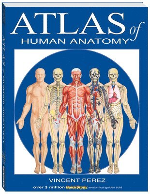 bokomslag Atlas of the Human Anatomy: A Quickstudy Reference
