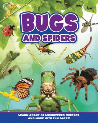 Bugs and Spiders 1