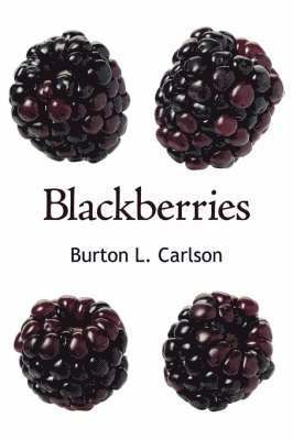 Blackberries 1