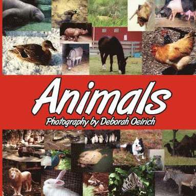 bokomslag Animals