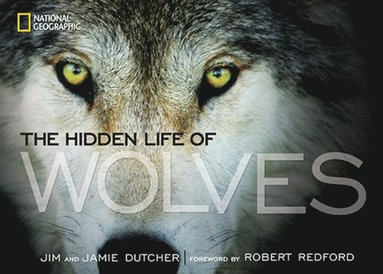 bokomslag The Hidden Life of Wolves