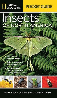 bokomslag National Geographic Pocket Guide to Insects of North America