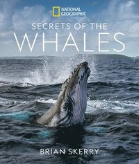 bokomslag Secrets of the Whales