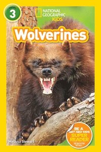 bokomslag National Geographic Kids Readers: Wolverines (L3)