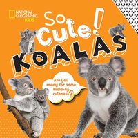 bokomslag So Cute! Koalas
