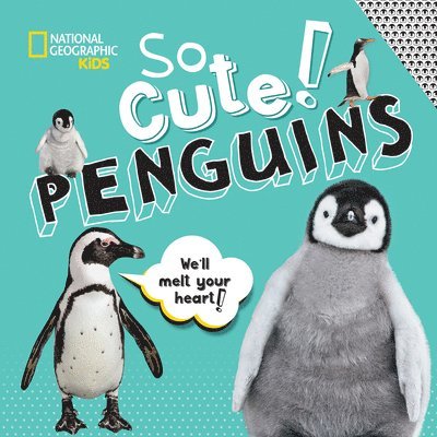 So Cute: Penguins 1