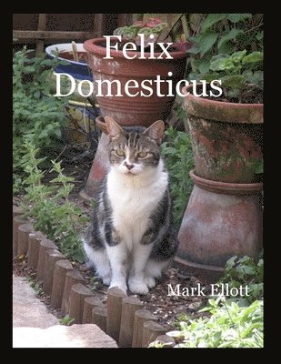 Felix Domesticus 1