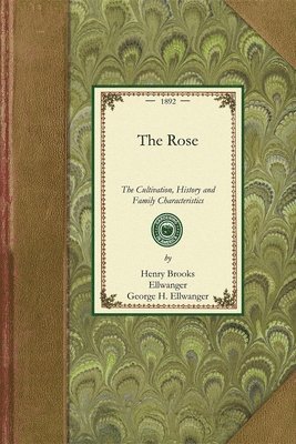 The Rose 1