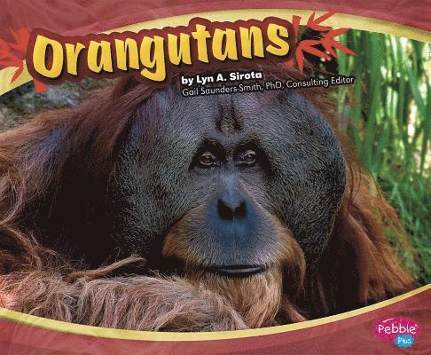 Joanne Mattern - Orangutans, Häftad