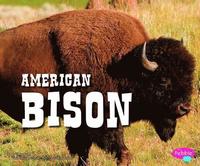 bokomslag American Bison