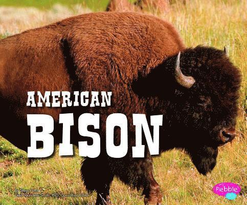 American Bison 1