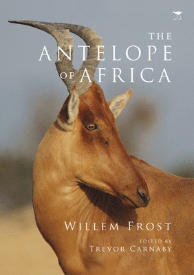 bokomslag antelope of Africa