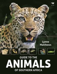 bokomslag Guide to the animals of Southern Africa